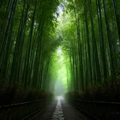 竹林小径