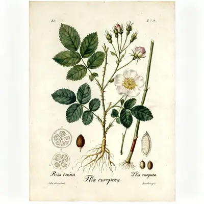 植物科学插画